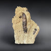 Rooted Allosaurus Tooth in Matrix