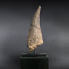 Triceratops Brow Horn, Hell Creek Formation, United States