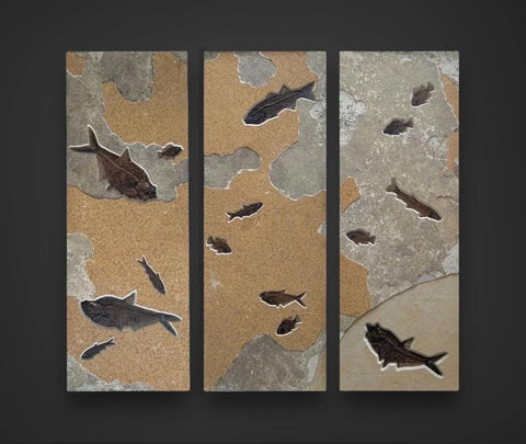 Dramatic Fossil Fish Triptych - 66 x 60 inches