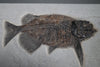 Fossil Fish, Phareodus testis