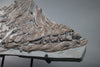 Partial Ichthyosaur - 22"
