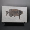Fossil Fish, Phareodus testis