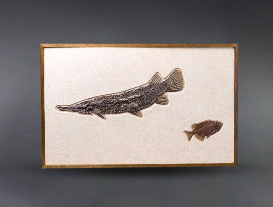 Fossil Gar Fish For Sale Lepisosteus simplex 28 Inches