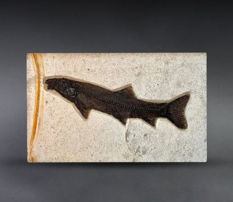 Notogoneus Fossil Fish - 20" Specimen - Green River