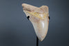 Megalodon Shark Tooth - 5.85"