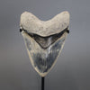 Megalodon Shark Tooth - 5.7"