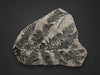 Large Fossil Fern from France - 40 inches