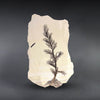 Palm Inflorescence, Green River Formation, United States