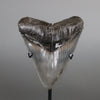 Megalodon Shark Tooth - 5.97"