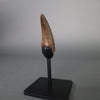 Vault Series #6 - Fine Tyrannosaurus rex Tooth