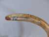 Woolly Mammoth Tusk - 62”