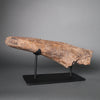 Triceratops Brow Horn - 18"