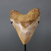 Megalodon Shark Tooth - 5.95"