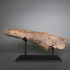 Triceratops Brow Horn - 18"
