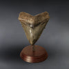 Superb Megalodon Shark Tooth, 5.95"
