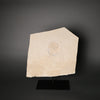 Stunning Fossil Horseshoe Crab