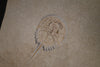 Stunning Fossil Horseshoe Crab