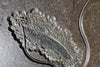 VS #3 - Monumental Pyritized Crinoid