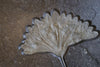 VS #3 - Monumental Pyritized Crinoid