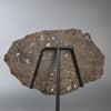 Large Lunar Meteorite - Oued El Hamim 001 - 884 grams
