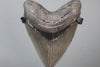 Megalodon Shark Tooth - 5.37"