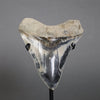 Beautiful Megalodon Shark Tooth - 5.47"