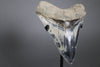 Beautiful Megalodon Shark Tooth - 5.47"