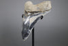 Beautiful Megalodon Shark Tooth - 5.47"