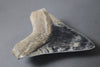Beautiful Megalodon Shark Tooth - 5.47"
