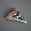 Megalodon Shark Tooth with Turquoise Pyrite Inlay