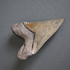 Megalodon Shark Tooth with Turquoise Pyrite Inlay