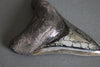 Megalodon Shark Tooth with Pyrite Inlay - 4.45"