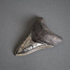 Megalodon Shark Tooth with Pyrite Inlay - 4.45"