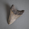 Megalodon Shark Tooth with Pyrite Inlay - 4.45"