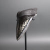 Megalodon Shark Tooth with Pyrite Inlay - 5.73"