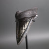 Megalodon Shark Tooth with Pyrite Inlay - 5.73"