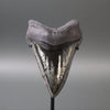 Megalodon Shark Tooth with Pyrite Inlay - 5.73"