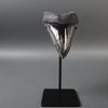 Megalodon Shark Tooth with Pyrite Inlay - 5.73"