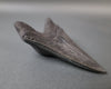 Megalodon Shark Tooth with Pyrite Inlay - 5.73"
