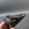 Megalodon Shark Tooth with Pyrite Inlay - 5.73"