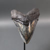 Megalodon Shark Tooth with Pyrite Inlay - 6.07"