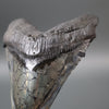 Megalodon Shark Tooth with Pyrite Inlay - 6.07"