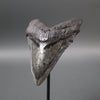 Megalodon Shark Tooth with Pyrite Inlay - 6.07"