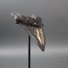 Megalodon Shark Tooth with Pyrite Inlay - 6.07"