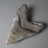 Megalodon Shark Tooth with Pyrite Inlay - 6.07"
