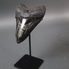 Megalodon Shark Tooth with Pyrite Inlay - 6.16"