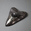 Megalodon Shark Tooth with Pyrite Inlay - 6.16"