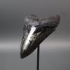 Megalodon Shark Tooth with Pyrite Inlay - 6.16"