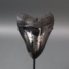 Megalodon Shark Tooth with Pyrite Inlay - 6.16"