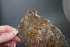 Diogenite NWA 7831 - 53 gram slice